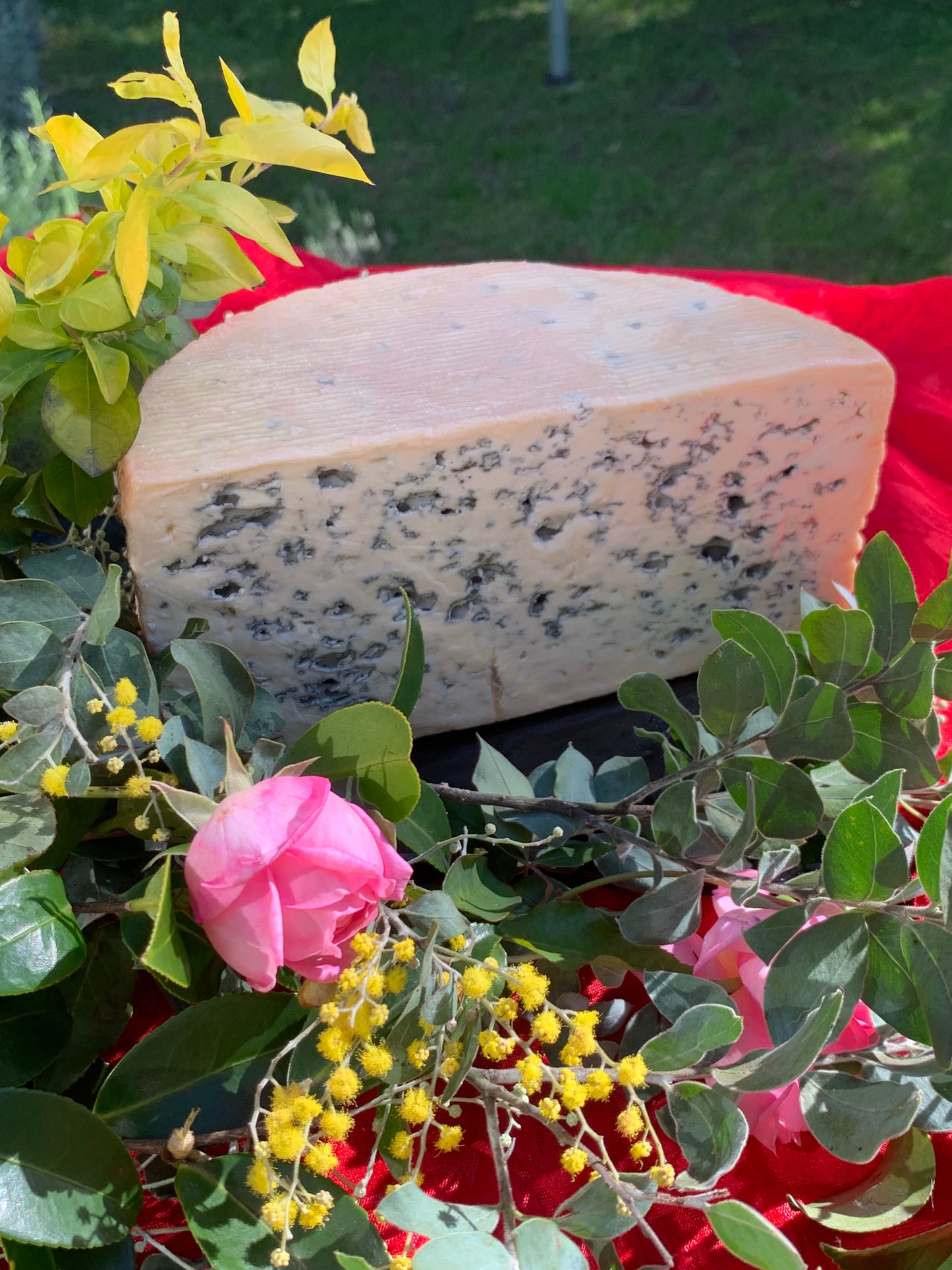 Whole Wheel of cheese - Bleu d'Auvergne 2.8 kg