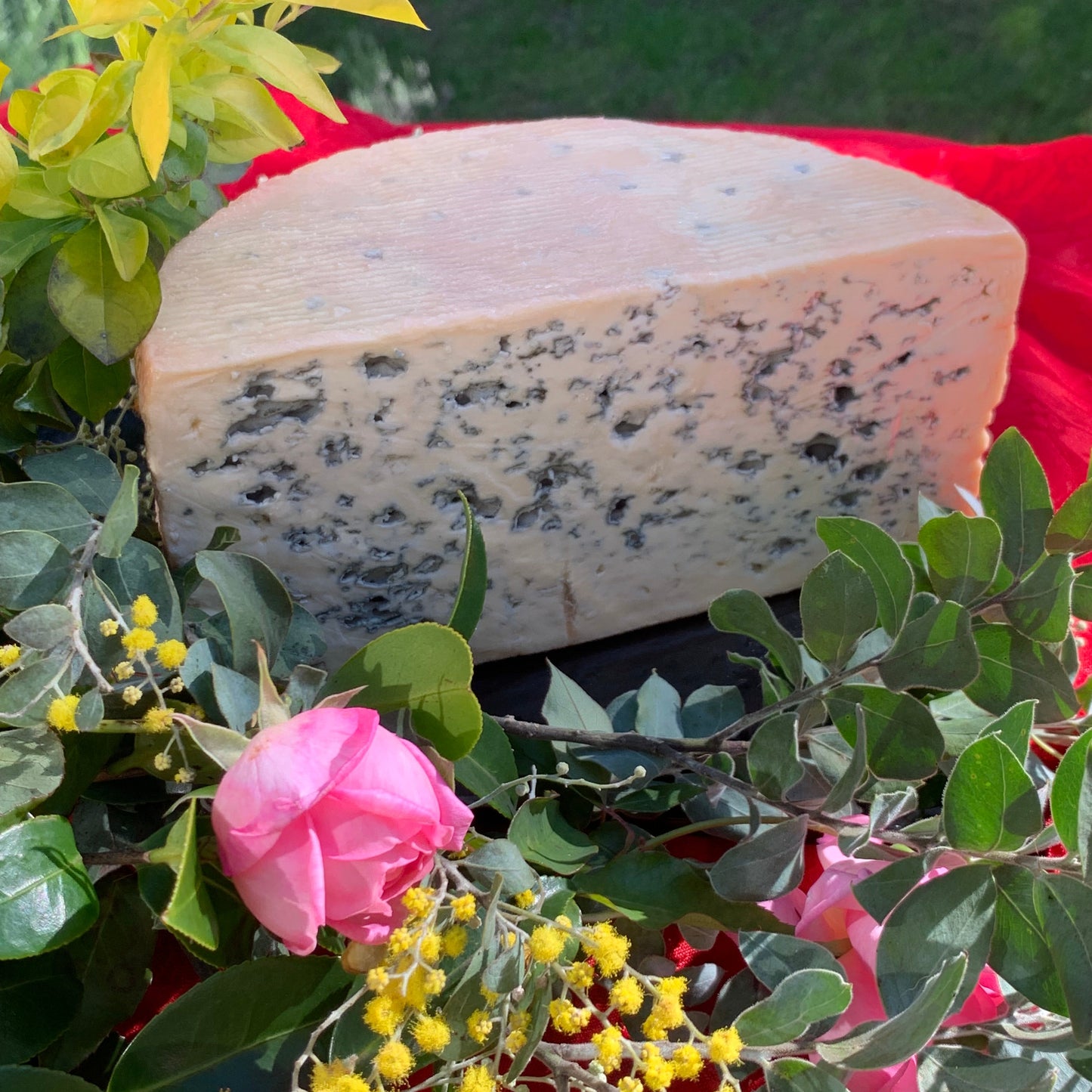 Whole Wheel of cheese - Bleu d'Auvergne 3 kg