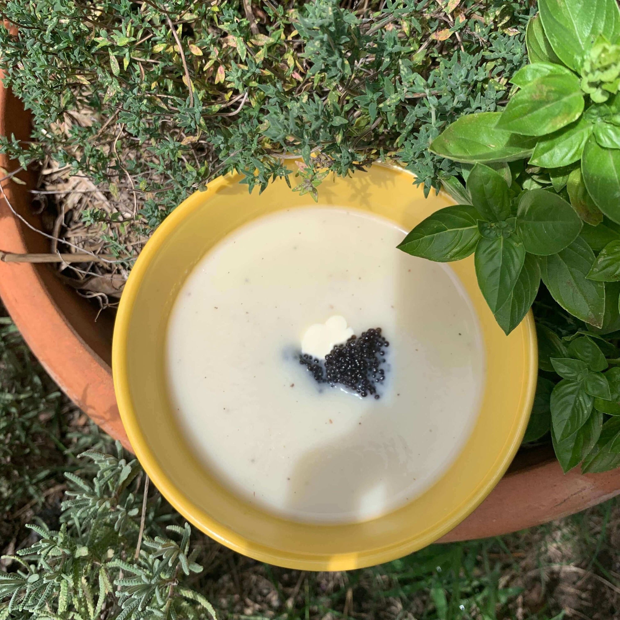 Simple Cold Cauliflower Soup - 400g