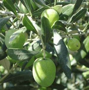 Green Ascolana Olives - 200g - Stephs Gourmet Foods Pantry French Gourmet Cheese Sauscission Stephs Gourmet Foods salumi Stephs Gourmet Foods Stephs Gourmet Foods