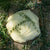 Mozzarella - 450g