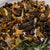 Wild Forest Dried Mushrooms-20g